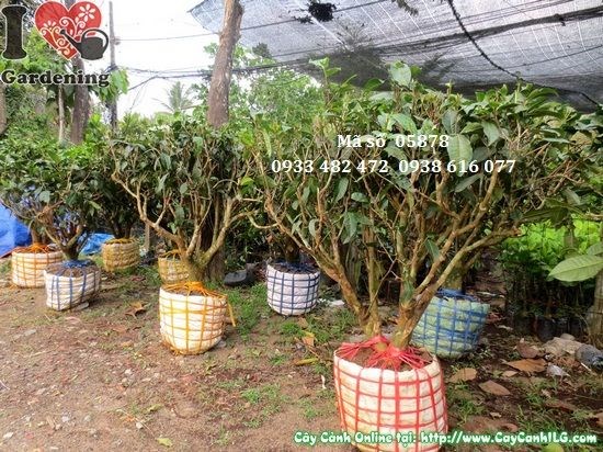 Cây trà gốc cao 0,7m – thân gỗ cứng cáp, gốc to đặc trưng