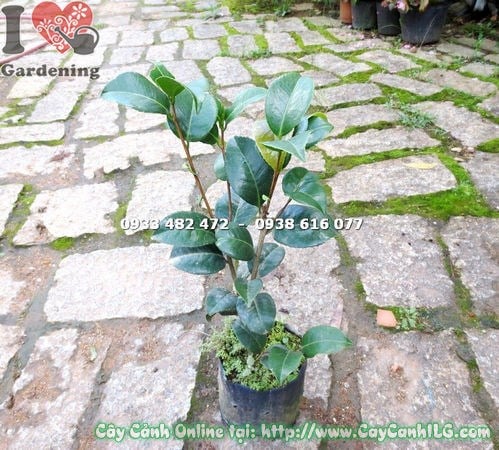 Đặc điểm hoa và lá cây trà mi giống cao 40cm