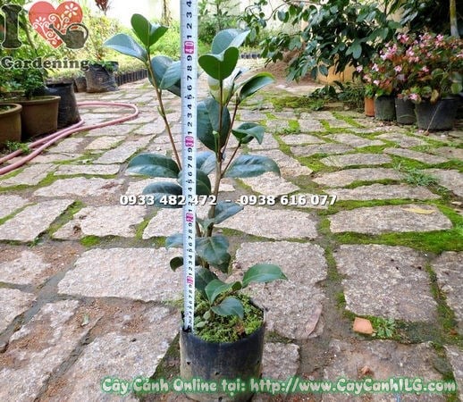 Lộ trình phát triển cây trà mi giống cao 40cm qua các năm