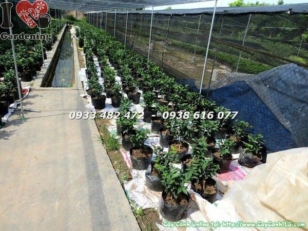 Cây trà mi giống Ms 21691 - vườn cây ILG
