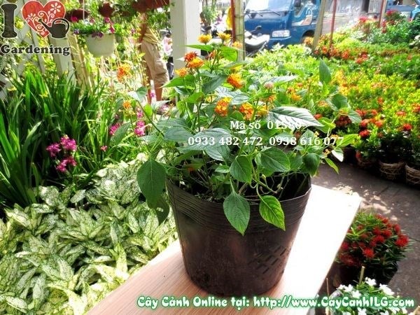 cụm hoa trâm ổi ngũ sắc nhiều màu tán hình cầu