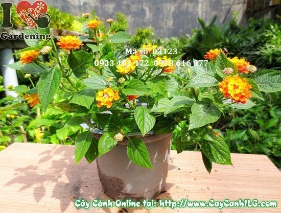 Cây trâm ổi củ chi cao 15cm – cây hoa ngũ sắc giống khỏe, thích hợp trồng số lượng lớn