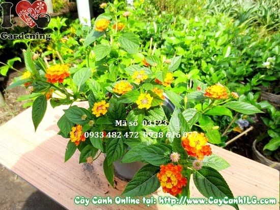 Hoa trâm ổi củ chi nhiều màu sắc – thích hợp trồng thảm bồn hoa cảnh quan