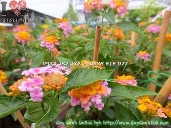 Cây Trâm Ổi Hoa Hồng Giống Mới cao 20cm – chi tiết hoa và lá