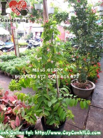 Cây trang leo cao 1m2 – leo giàn hàng rào sân vườn