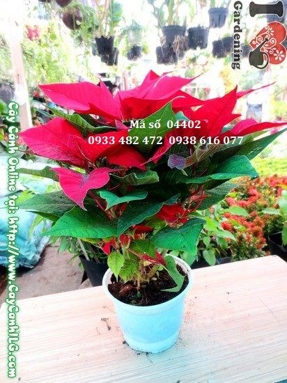Cây trạng nguyên 30cm lá đỏ đẹp – trồng bồn trang trí sân nhà