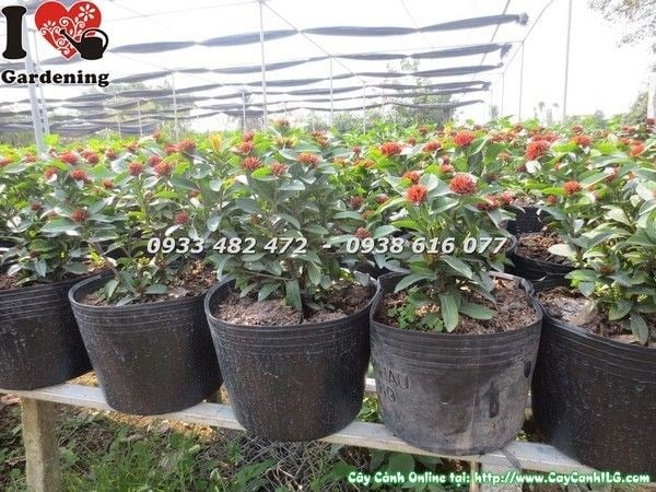 Cây Trang Sen trồng trang trí sân vườn, ý nghĩa phong thủy tốt lành