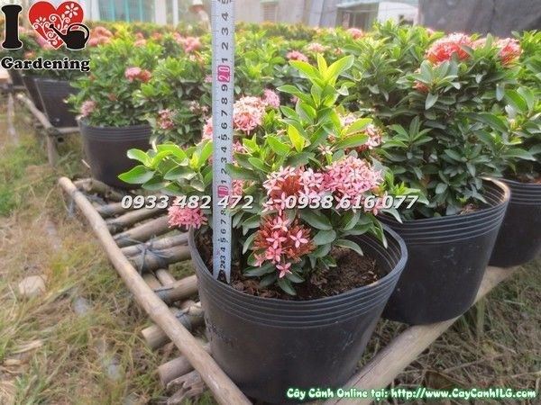 Cây trang thái trồng hàng rào sân vườn – ứng dụng cảnh quan Ms 23234