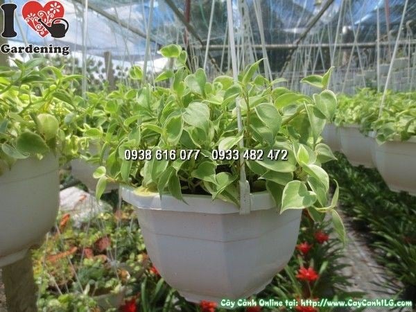 Lá Trầu Bà Cẩm Thạch khỏe mạnh với vân trắng rõ nét