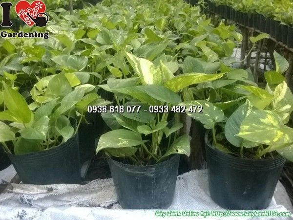 Cây trầu bà trưởng thành xanh tốt tại vườn ILG