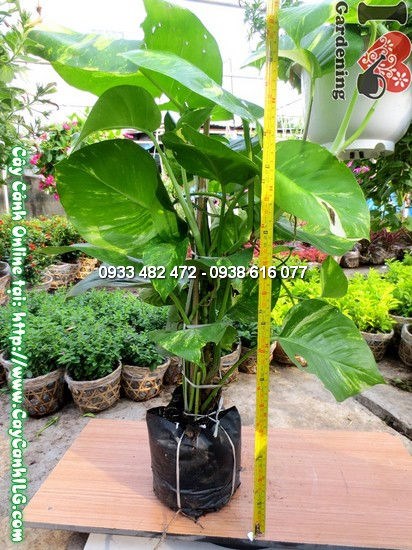 Lá cây trầu bà xanh bóng đặc trưng