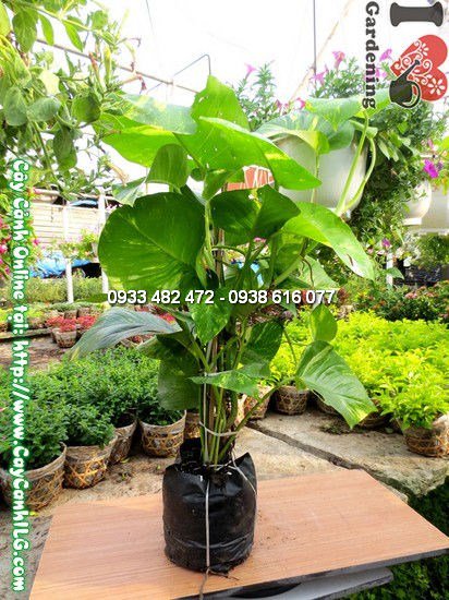 Chăm sóc tưới nước cây trầu bà