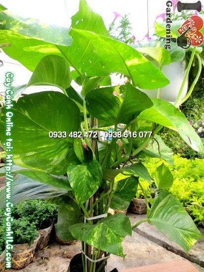 Cây trầu bà sau cắt tỉa gọn đẹp