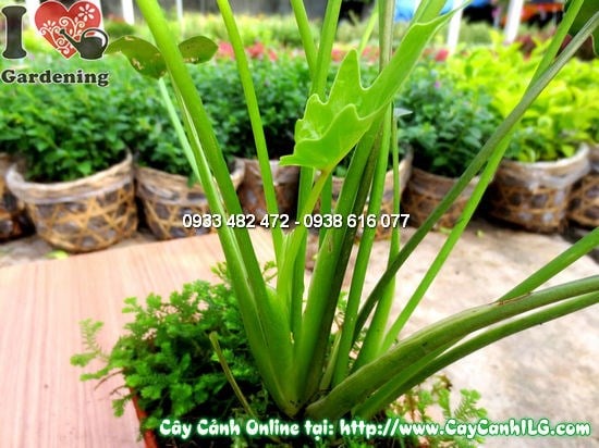 Lá trầu bà lá xẻ xanh đậm, xẻ rãnh đặc trưng như lông vũ