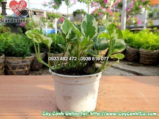 Cây trầu bà sữa 10cm trong chậu treo trang trí nội thất
