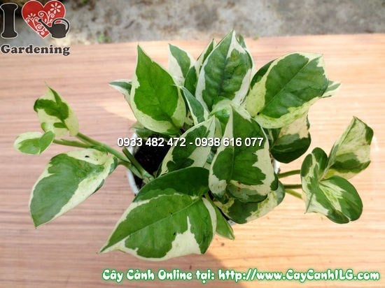 Cây trầu bà sữa cao 10cm Ms 12529 – hình ảnh thực tế tại vườn ILG