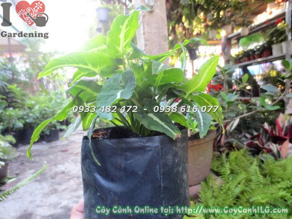 Trầu bà xanh sọc trắng - ý nghĩa phong thủy và công dụng lọc không khí
