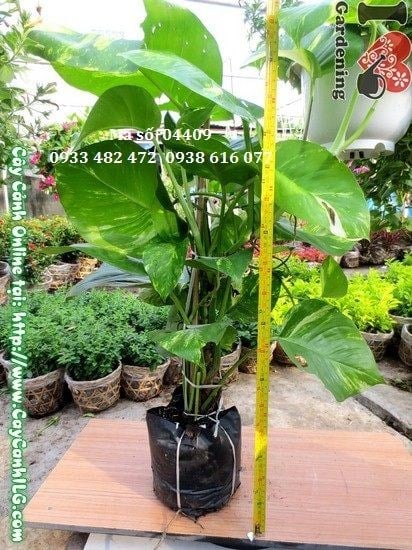 Cây trầu ông cao 65cm – cây leo trang trí nội thất sân vườn