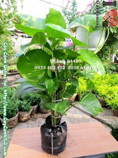 Cây trầu ông 65cm – lá xanh mướt, phù hợp trồng chậu trang trí