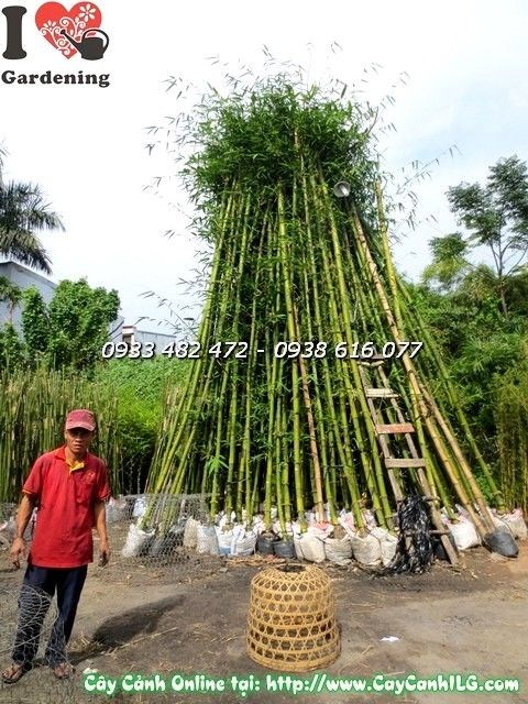 Cây tre lớn cao 6m nhìn từ dưới lên – tán xanh mướt