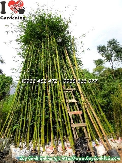 Cây tre lớn cao 6m Ms 19916 – thân thẳng tắp tại vườn ILG