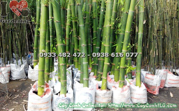 Bụi cây tre măng cao 2m trang trí sân vườn