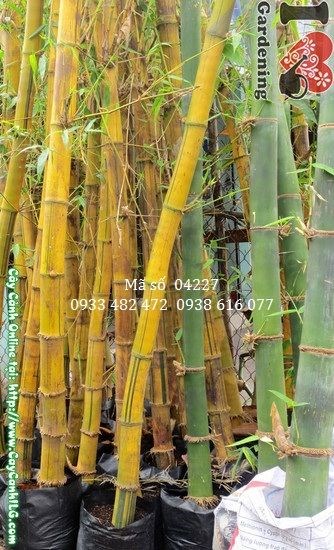 Cây tre vàng cao 1,5m tại vườn cây ILG – thân vàng óng, lá xanh mướt
