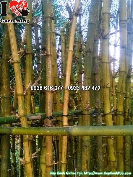 Cây tre vàng trồng cảnh quan sân vườn, tạo điểm nhấn thị giác đẹp