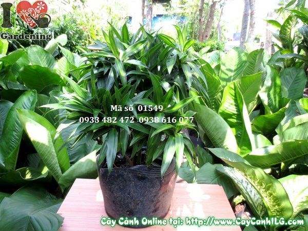 Cây trúc bách hợp 40cm - lá xanh đậm viền vàng đẹp mắt
