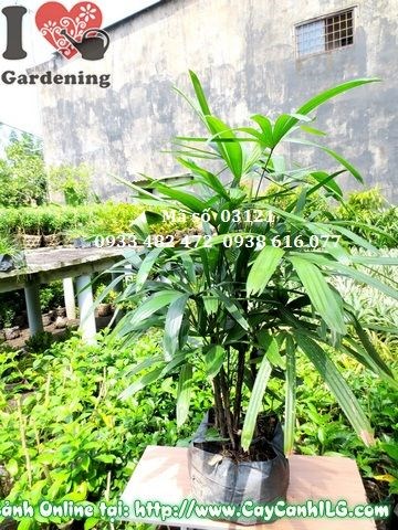 Cây trúc mây trồng trang trí sân vườn – phong thủy tốt lành