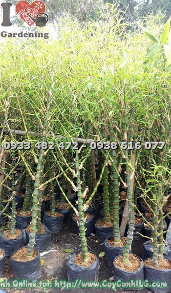 Cây Trúc Quan Âm lớn bụi dày đẹp làm cảnh quan