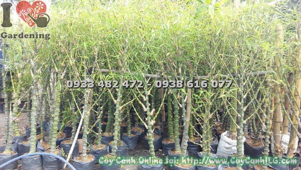 Ứng dụng Trúc Quan Âm trong cảnh quan công trình