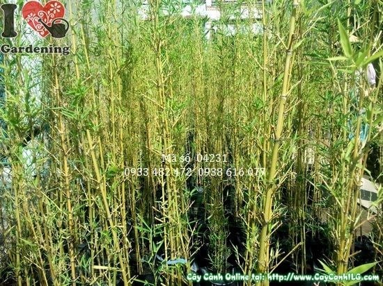 Trúc quân tử 1,6m trồng hàng rào lối đi trong khuôn viên