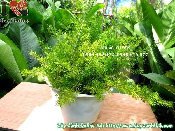 Cây trúc thiên môn cao 30cm – cây xanh mát trang trí nội thất và sân vườn