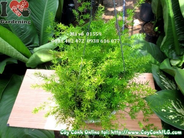 Hình ảnh cây trúc thiên môn cao 30cm Ms 01559 tại vườn ILG