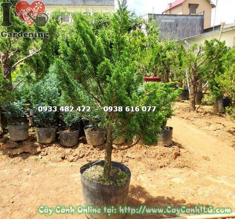 Cây Tùng Búp cao 1m đường kính 5cm tại vườn ILG