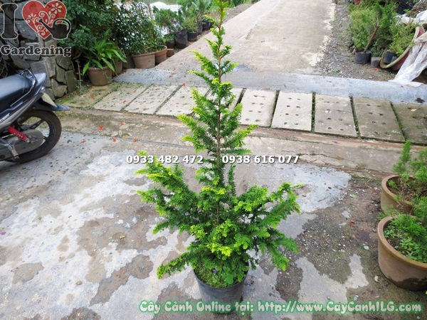 cây tùng kim cương dáng tháp cân đối cao 1.2m