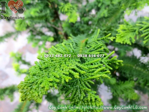 cây tùng kim cương lá kim xanh đậm đẹp