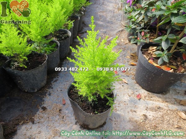 trồng cây tùng thơm 20cm hàng loạt cho cảnh quan