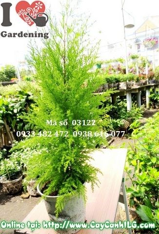 Cây tùng thơm trồng chậu trang trí nội thất văn phòng
