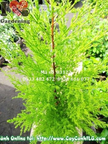 Cây tùng thơm cao 30cm trang trí bàn làm việc văn phòng