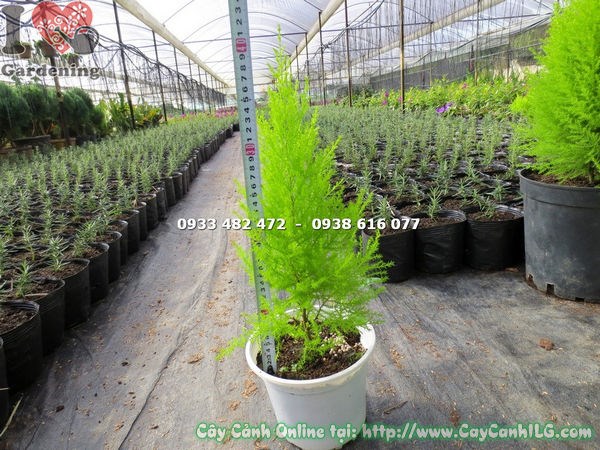 cây tùng thơm cao 40cm hình ảnh thực tế tại vườn ILG