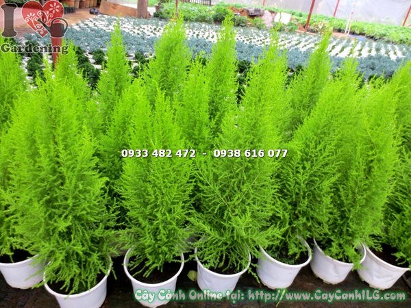 Cây tùng thơm trong chậu đẹp tại ILG