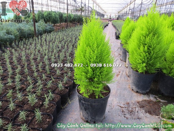 Cây tùng thơm phát triển tốt dưới ánh nắng
