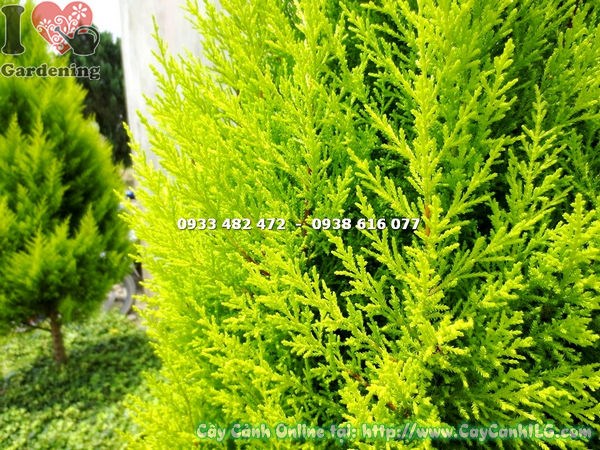 cây tùng thơm gốc lớn cao 1.2m trồng cảnh quan