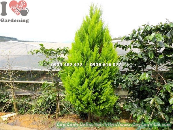 Cây tùng thơm cao 2m gốc lớn – lá xanh vàng dạng kim, hình tháp tự nhiên