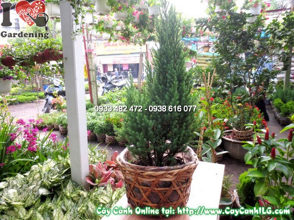 Cây tùng xà cao 40cm – cây giống nhỏ, phù hợp trồng số lượng nhiều