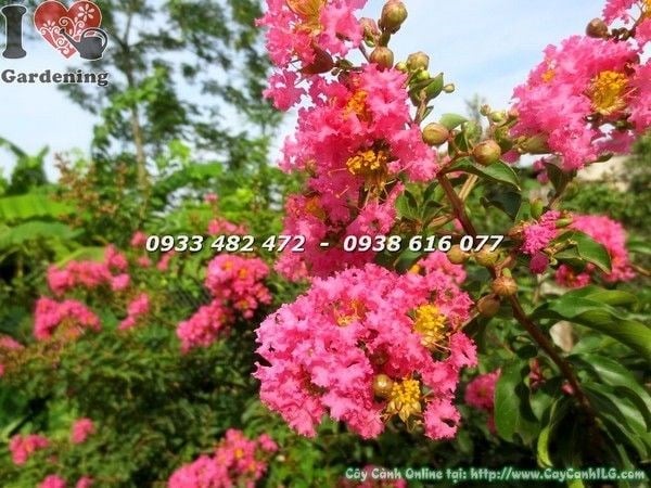 Cây tường vi hoa đỏ cao 1m đang ra hoa chùm đỏ rực