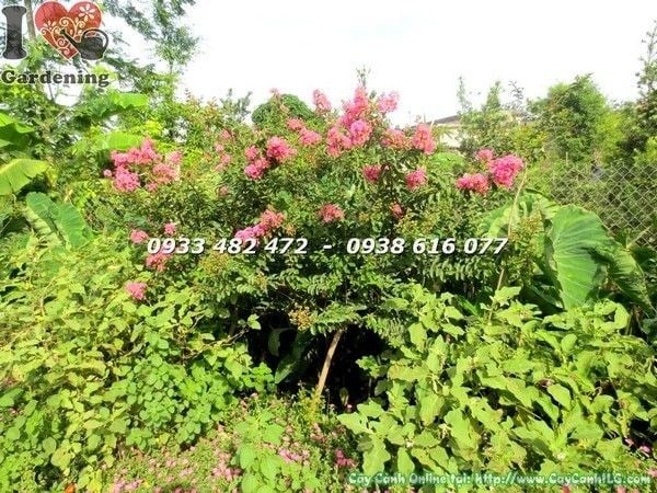 Hoa tường vi đỏ nở rộ từng chùm trên cây cao 1m