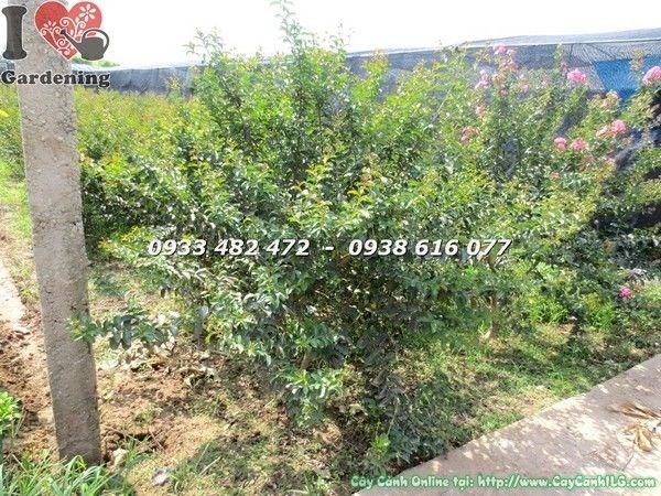 Cây tường vi hoa đỏ tán tròn cao 1,2m tại ILG